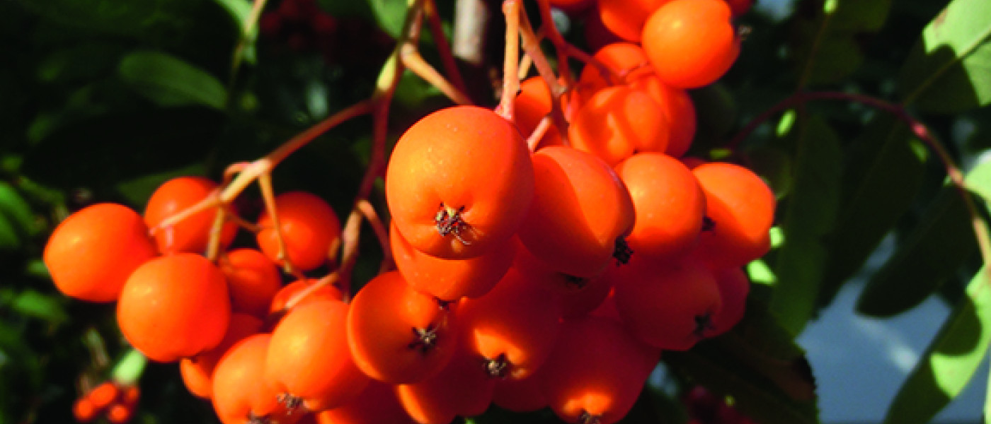 Fruchttragende Gehölze – ein Blickfang im Herbstgarten!