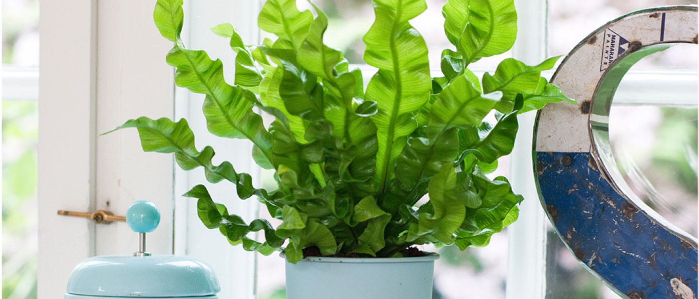 Grüner-Daumen-Essentials: Zimmerpflanzen richtig pflegen