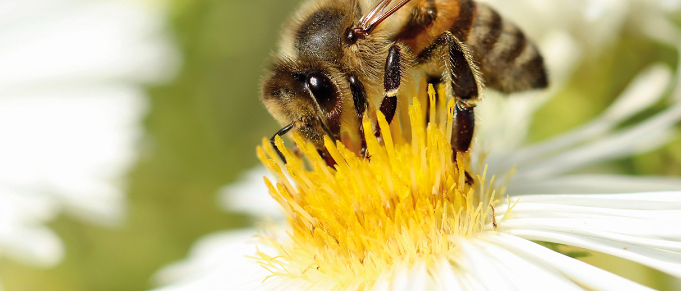 Unglaubliche Fakten über die Honigbiene