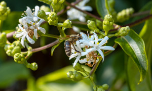 vortrag-garten-der-zukunft-im-zuge-des-klimawandels