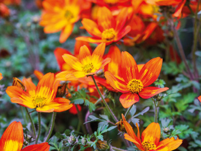 Bidens, Zweizahn