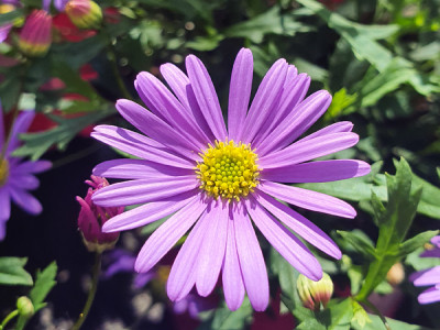 Blaues Gänseblümchen