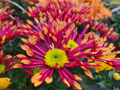 Chrysantheme Sonderfarbe
