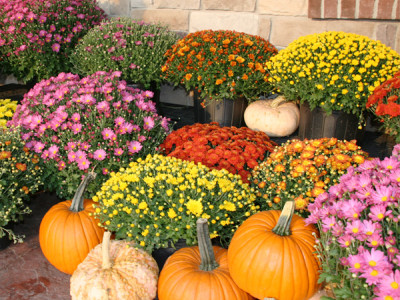 Chrysanthemen-Busch