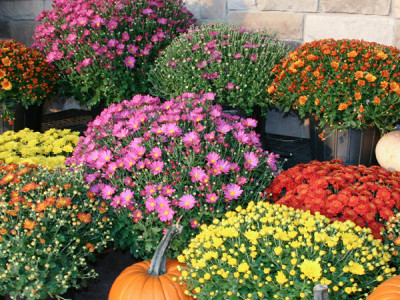 Chrysanthemen-Busch