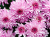 Chrysantheme