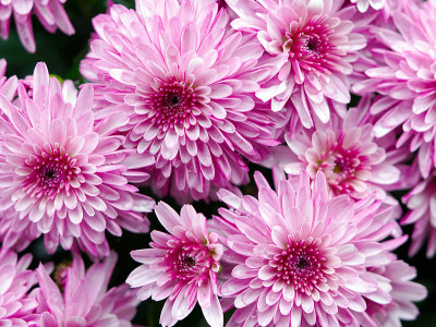 Chrysantheme