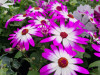 Cinerarie 'Senetti'