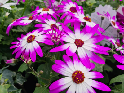 Cinerarie 'Senetti'