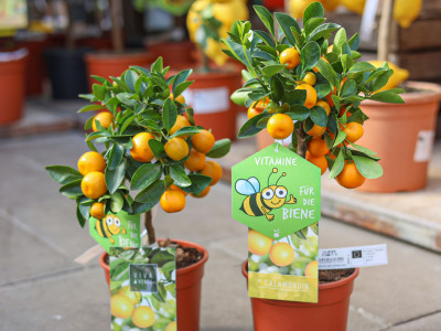 Calamondin-Orange