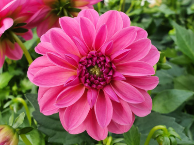 Dahlie