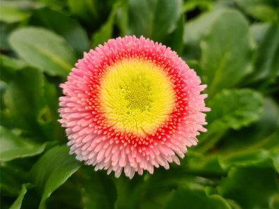 Gänseblümchen Bellis perennis