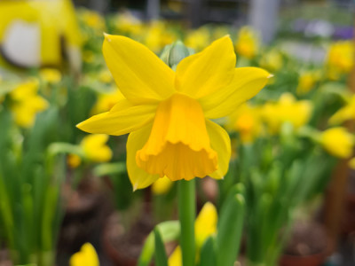 Garten Narzisse Tête à Tête