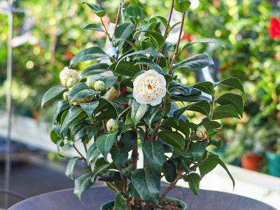 Gartenkamelie