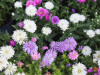 Glattblatt Aster