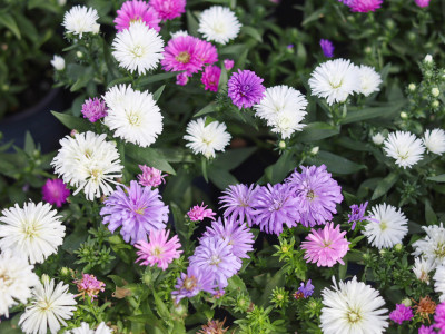 Glattblatt Aster