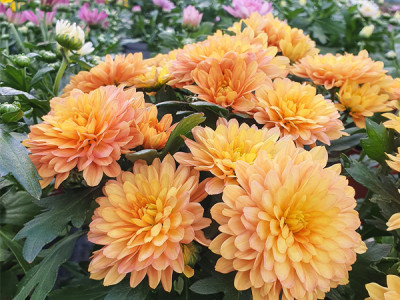 Herbst Chrysantheme