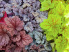 Heuchera