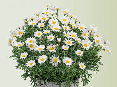 Margeriten Busch