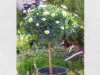 Margeriten Stamm