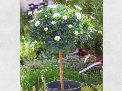 Margeriten Stamm