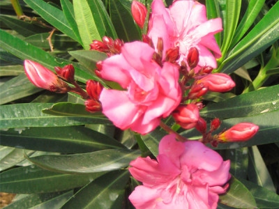 Oleander Busch