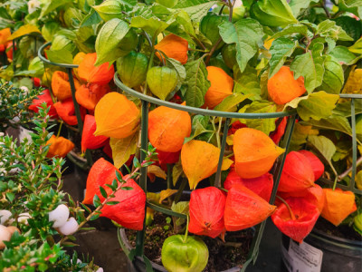 Physalis alkekengi