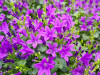 Polster-Glockenblume