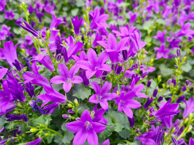 Polster-Glockenblume