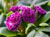 Primel 'Unsere Beste'
