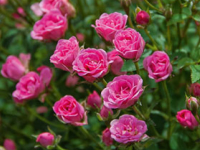 Rose 'Lilly Rose'