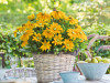 Rudbeckie