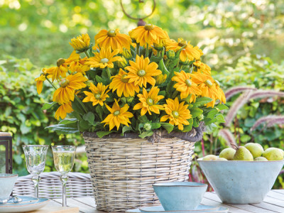 Rudbeckie