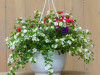 Sommerblumen Ampel