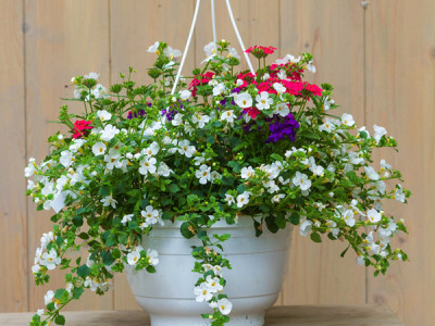 Sommerblumen Ampel
