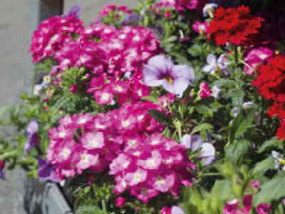Sommerblumen Mix