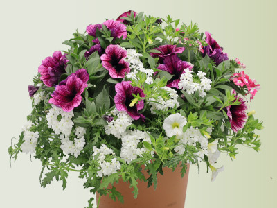Sommerblumen Mix