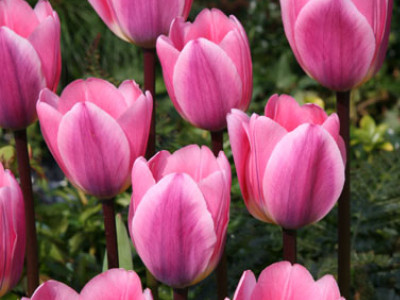 Tulpen
