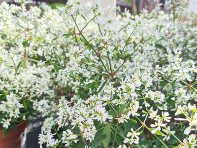 Zauberschnee