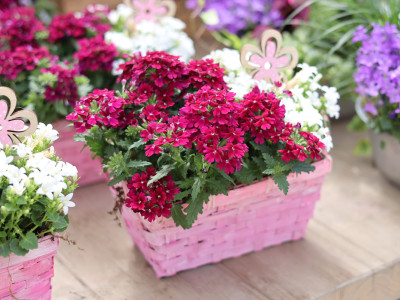 Rosa bepflanzte Schale