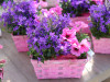 Rosa bepflanzte Schale