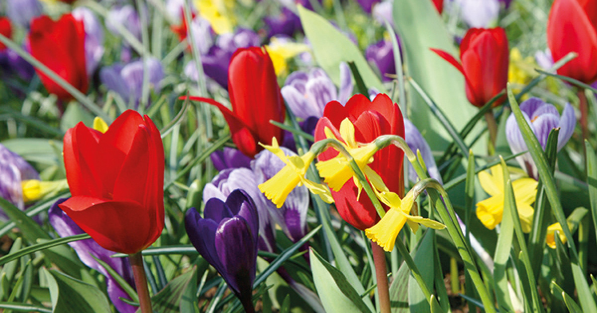 Rostock Gartencenter Frühlingsblüher