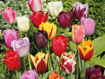 Triumph-Tulpen