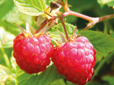 Balkonhimbeere