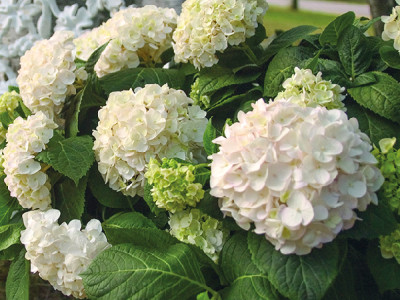 Bauernhortensie