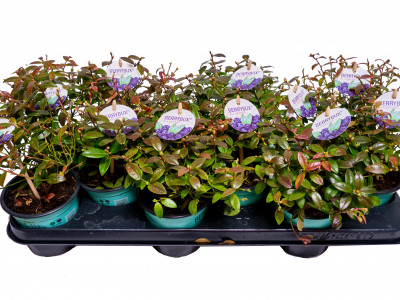 Berrybux Blaubeere 9 cm Topf