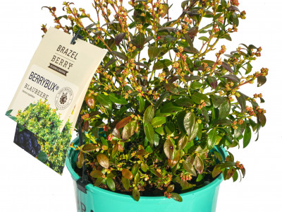Berrybux Blaubeere