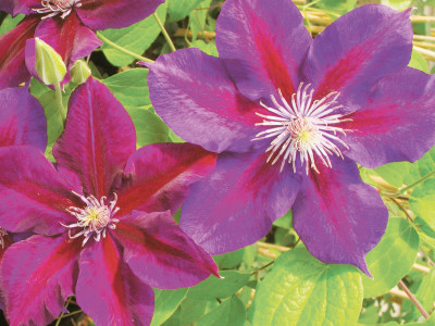 Clematis