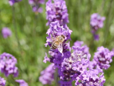 Echter Lavendel