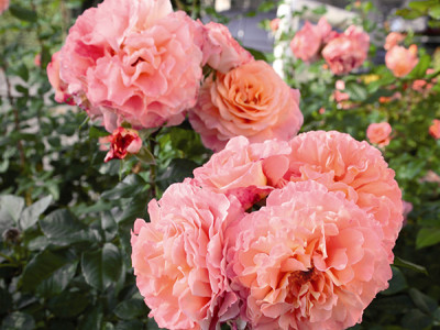 Edelrose Augusta Luise
